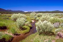 The Martis Creek Wetland Project in California Martis Creek Wetland Project, California.jpg