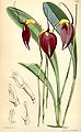 Masdevallia coccinea (as syn. Masdevallia lindenii) plate 5990 in: Curtis's Bot. Magazine (Orchidaceae), vol. 98, (1872)