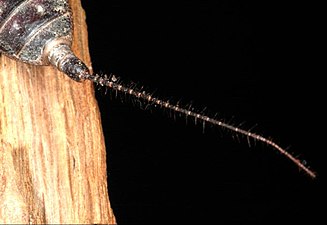 Mastigoproctus giganteus の尾部と尾節