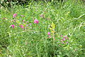 English: Tuberous Pea (Lathyrus tuberosus) and Yellow Bedstraw (Galium verum) on a meadow at the nature park Velký Kosíř. Čeština: Hrachor hlíznatý (Lathyrus tuberosus) a svízel syřišťový (Galium verum) na louce v přírodním parku Velký Kosíř.