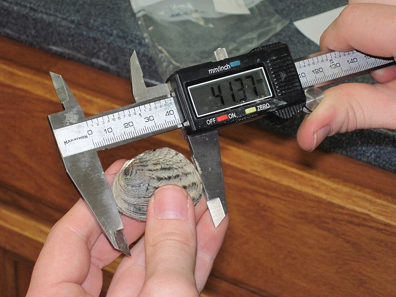 File:Measuring Freshwater Mussel (5544605612).jpg