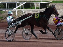 Meaulnes du Corta, trotador francês em Cagnes-sur-Mer