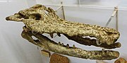 Megadontosuchus arduini の頭骨