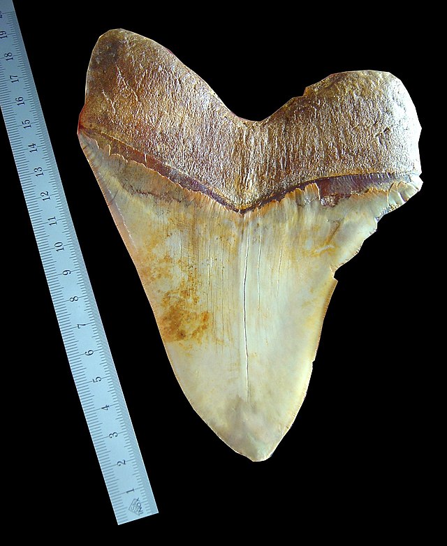 Zahn eines Megalodons