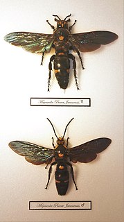 <i>Megascolia procer</i> Species of wasp