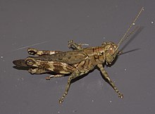 Melanoplus punktulatus P1010365a.jpg