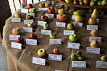Vignette pour Liste de variétés de pommes