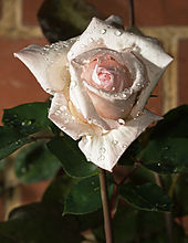 Rose du désert — Wikipédia