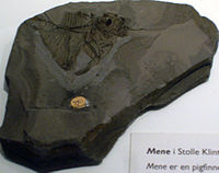 Mene fossil at the Geological Museum, Copenhagen Mene fossil.jpg