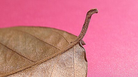 Tập_tin:Mezia_sp.,_Malpighiaceae,_Atlantic_forest,_northeastern_Bahia,_Brazil_(8369142093).jpg