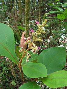 Miconia tomentosa - Flickr - Tarciso Leão (3) .jpg