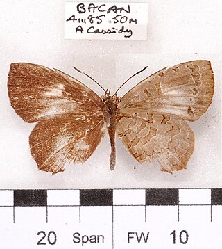 <i>Miletus boisduvali</i> Species of butterfly