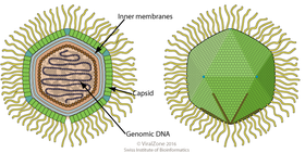 The typical form of the virions of the Marseilleviridae is, in principle, similar to that of the Mimiviridae. Mimivirus virion.png