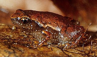 <i>Mini scule</i> Species of microhylid frog endemic to Madagascar