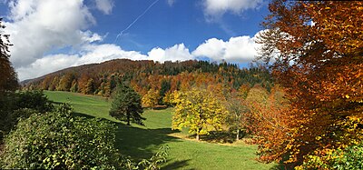 A mixed forest in autumn in the Jura Mixed Forest.jpg