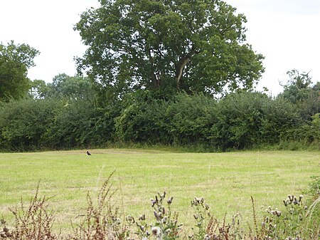 Moat Farm Meadows 2