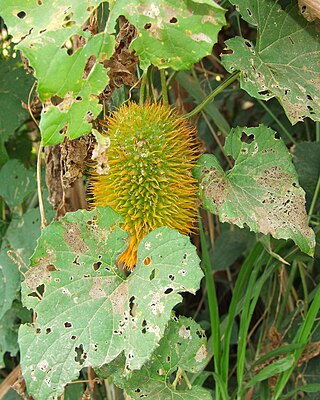 <i>Momordica foetida</i> Species of flowering plant