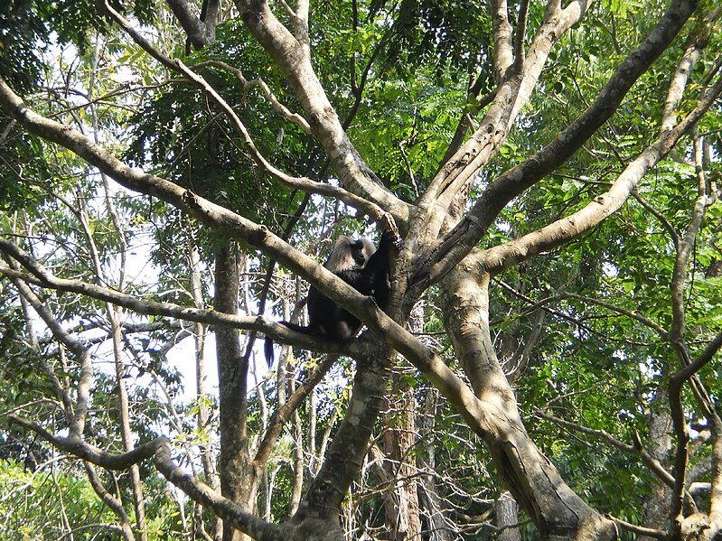 File:Monkey-on-tree-thiruvanathapuram-zoo.jpg