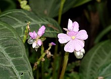 Monolena primuliflora - Парк Флора - Кельн, Германия - DSC00670.jpg