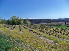 Vigne à Montsalier.