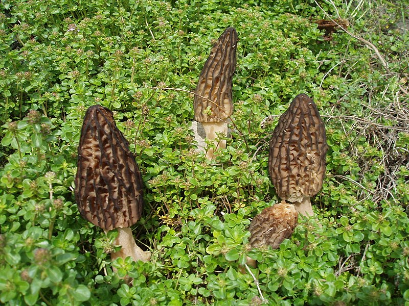 File:Morilles.JPG