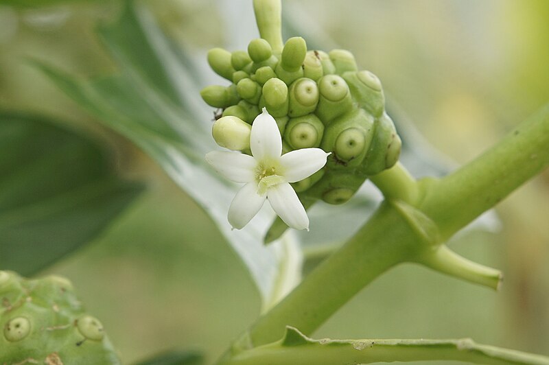 File:Morinda citrifolia 1604.jpg