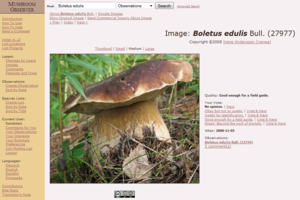 Mushroom Observer screenshot.PNG