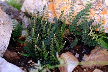 Myriopteris rawsonii habit.jpg