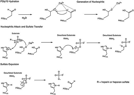 N-sulfoglucosamine sulfohydrolase mechanism for the removal of sulfate from heparin or heparan sulfate substrate. N-sulfoglucosamine sulfohydrolase Generalized Mechanism.jpg