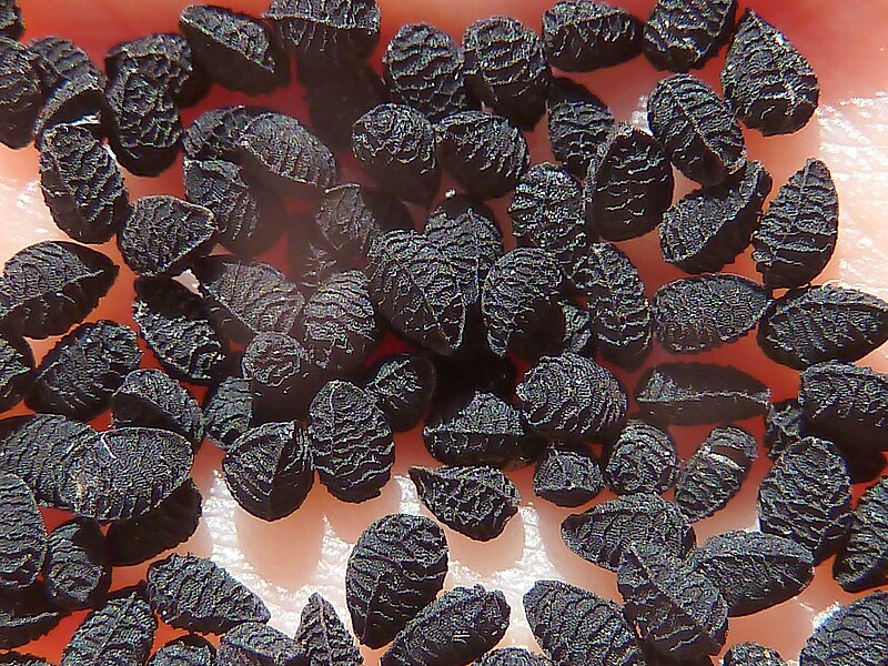 File:N.damascena-seeds-1.jpg