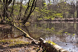 Sumpfwald des NSG Hildener Heide-Schönholz