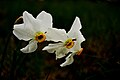 Narcissus poeticus subsp. poeticus (8836852039).jpg