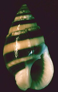 <i>Nassarius reeveanus</i> Species of gastropod