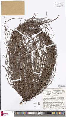 Herbarium specimen. Isotype