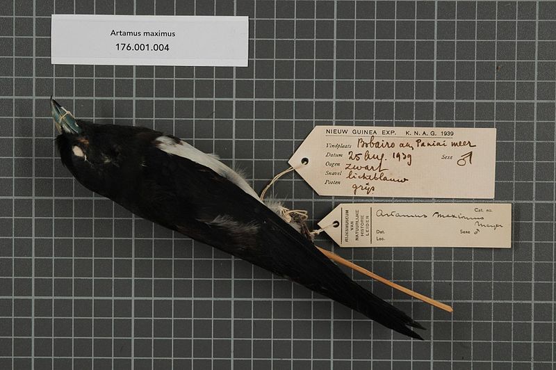 File:Naturalis Biodiversity Center - RMNH.AVES.18685 1 - Artamus maximus A.B. Meyer, 1874 - Artamidae - bird skin specimen.jpeg