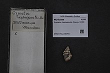 Naturalis Biyoçeşitlilik Merkezi - RMNH.MOL.198755 - Ergalatax heptagonalis (Reeve, 1846) - Muricidae - Mollusc shell.jpeg