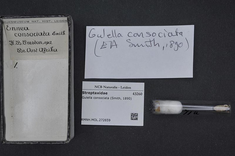 File:Naturalis Biodiversity Center - RMNH.MOL.272659 - Gulella consociata (Smith, 1890) - Streptaxidae - Mollusc shell.jpeg