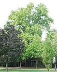 Plane tree (Platanus x hybrida)