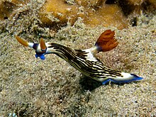 Nembrotha lineolata (Nudibranche) .jpg