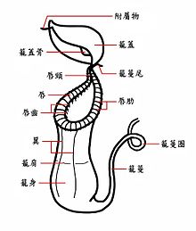 Nepenthes pitcher morphology upper in Chinese(traditional Chinese).jpg