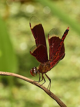 Neurothemis ramburii from Bali