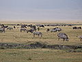Ngorongoro mammals 05.jpg