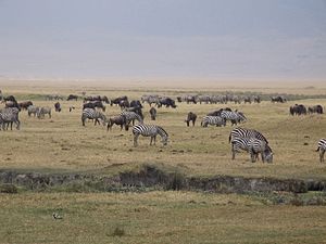 Ngorongoro