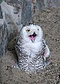 Bubo scandiacus (Strigidae) Snow Owl