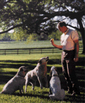 Nolan Ryan playing with some dogs Nolanryan 15.gif