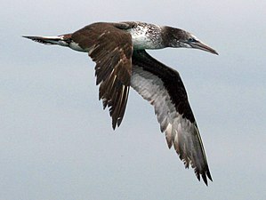 Northern Gannet juvenile RWD.jpg