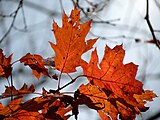 Quercus rubra, or northern red oak.