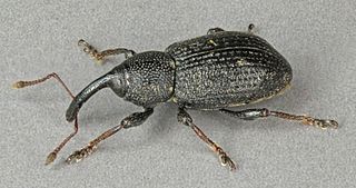 <i>Notaris</i> (beetle) genus of insects