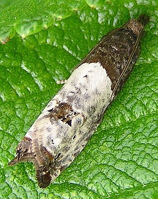 <i>Notocelia roborana</i> Species of moth