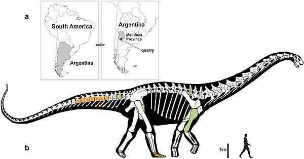 Notocolossus